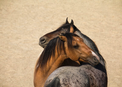 Relation Echo-Perrine-Equicoaching