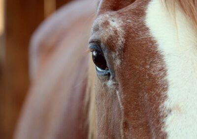 Regard cheval Echo-Perrine-Equicoaching